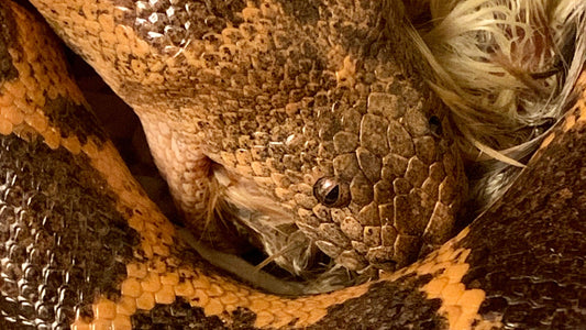 Troubleshooting Feeding Issues in Sand Boas - The Serpentry