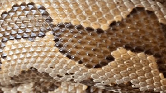 Shedding Tips for Sand Boas - The Serpentry