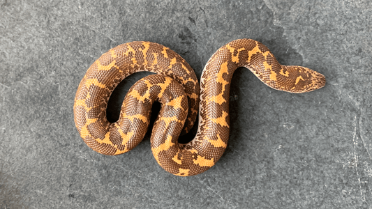 Baby Sand Boa Care Sheet by The Serpentry - The Serpentry