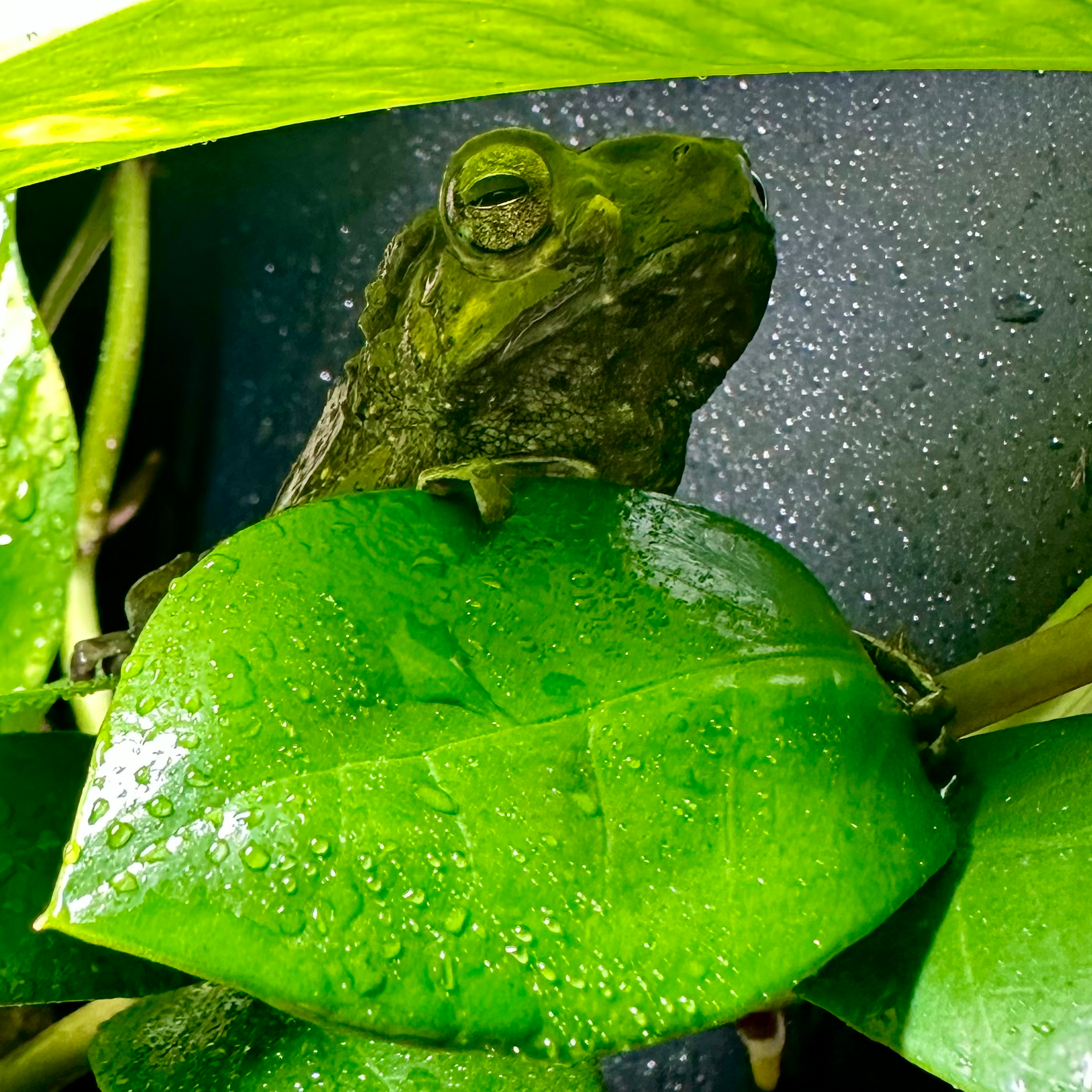 Frog - The Serpentry