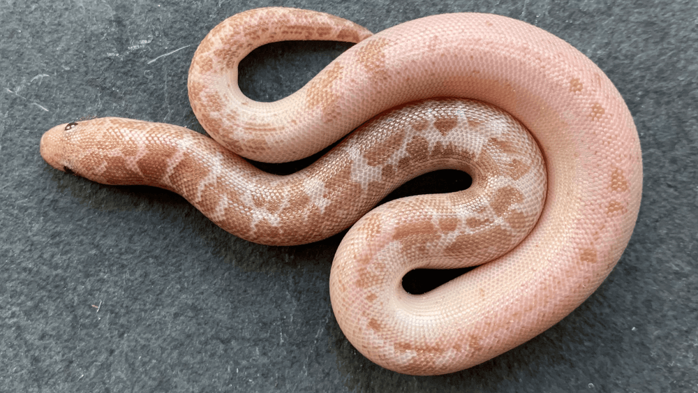 Baby Sand Boa Care Sheet Kenyan Sand Boa Simple + BudgetFriendly