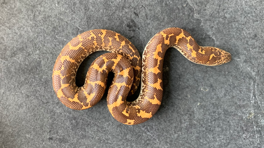 Baby Sand Boa Care Sheet by The Serpentry - The Serpentry