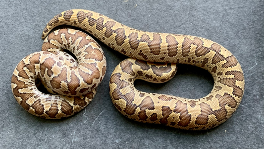 We Specialize in "Small Batch" Sand Boas - The Serpentry