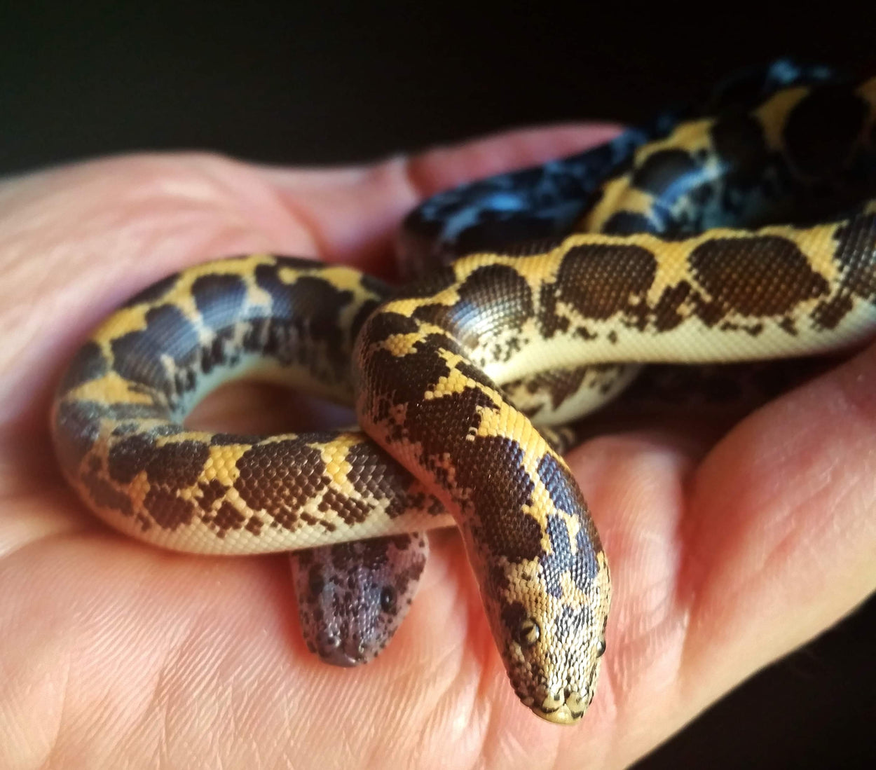 Baby Sand Boa Care Sheet with Shopping List Kenyan Sand Boa Simple