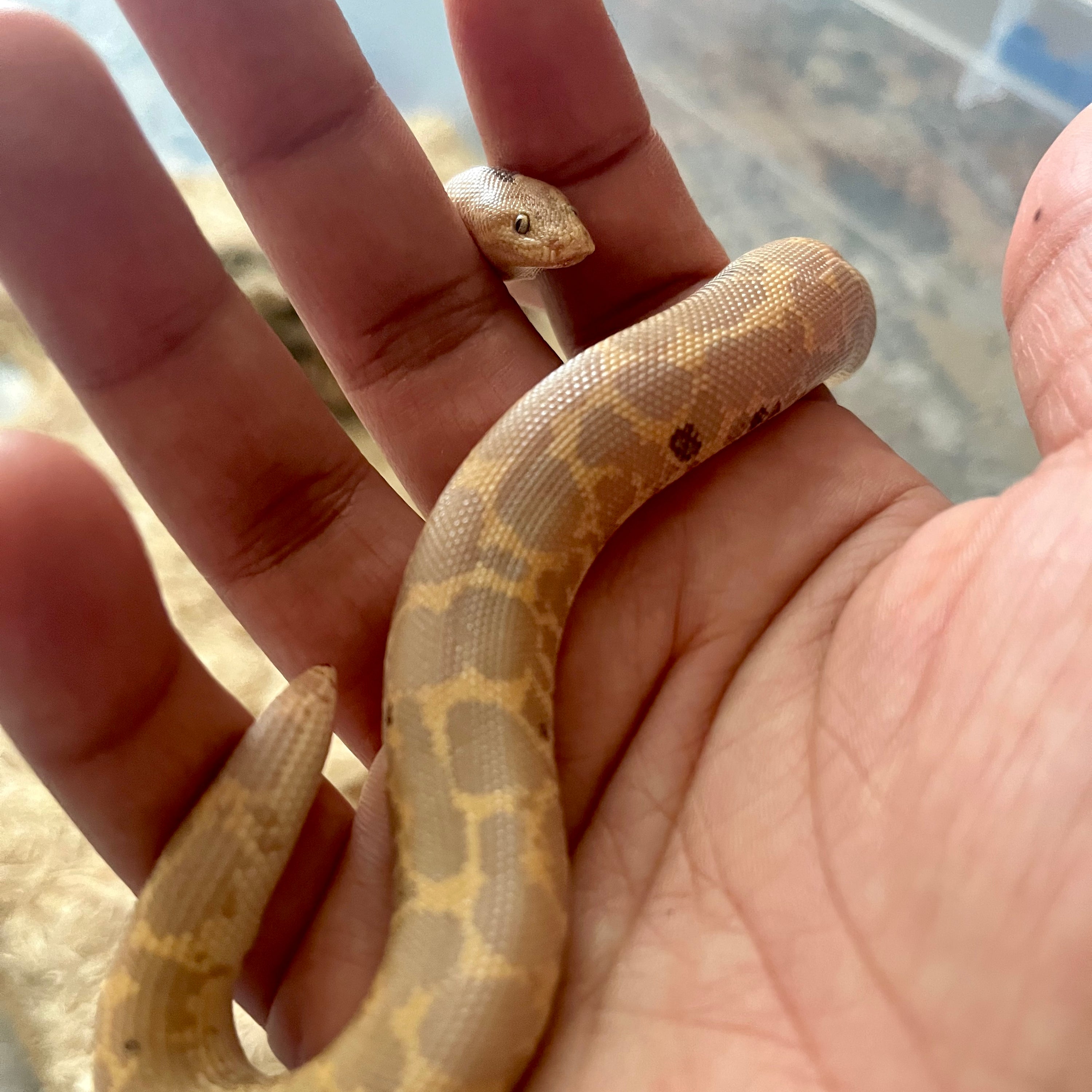 Baby Sand Boa Care Sheet with Shopping List Kenyan Sand Boa Simple