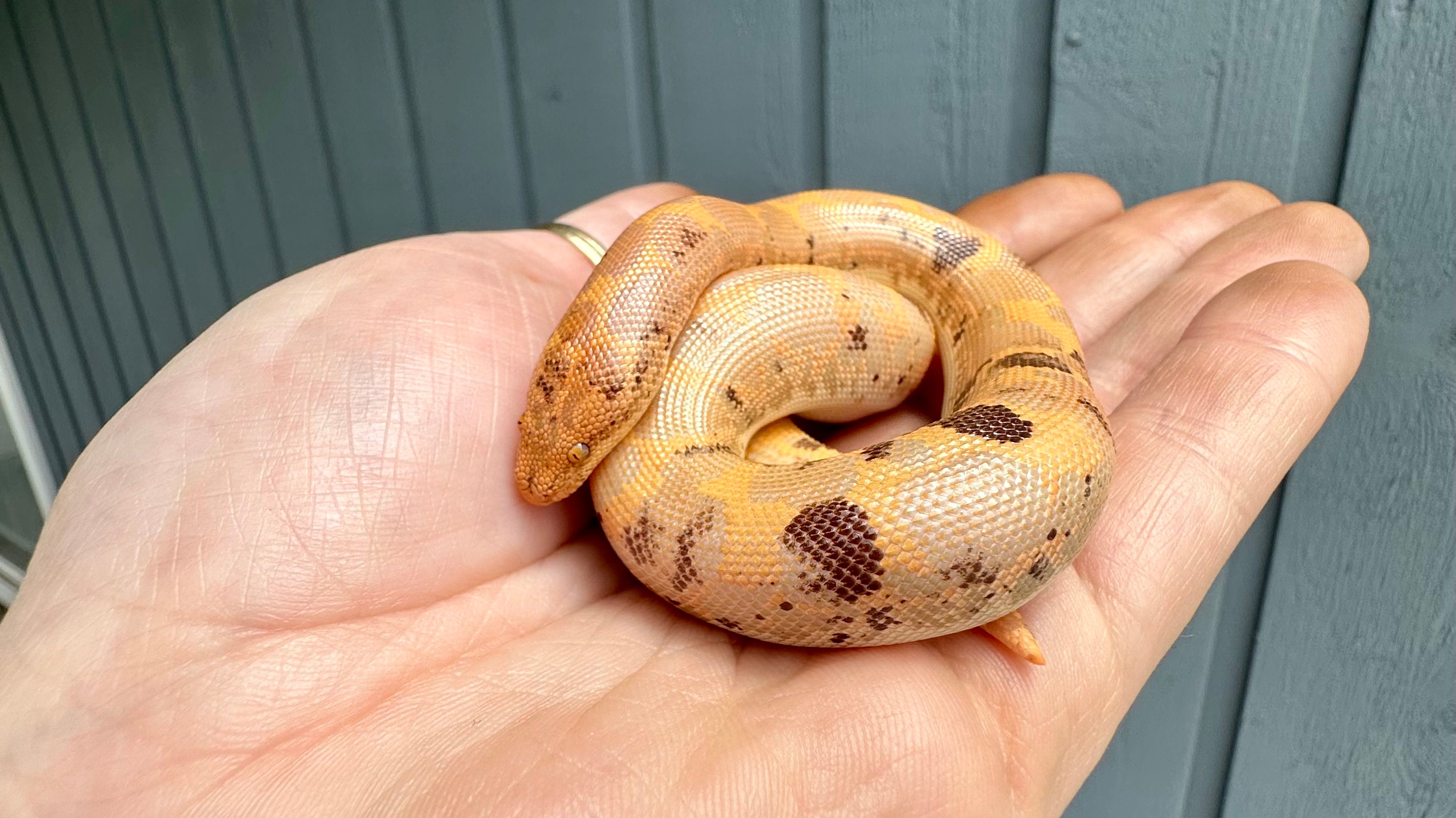 Luna, a paradox albino Kenyan sand boa is curled up and sitting in someone's palm.