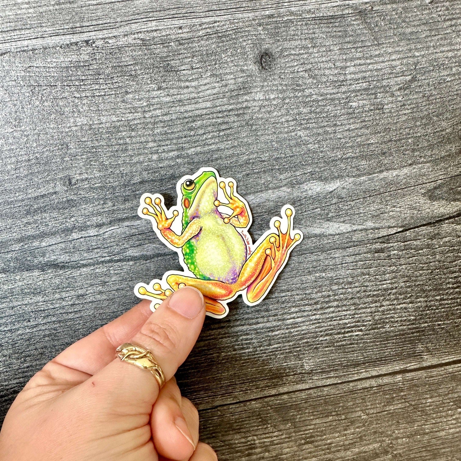 Climbing Tree Frog Sticker (Belly View) | Clear sticker