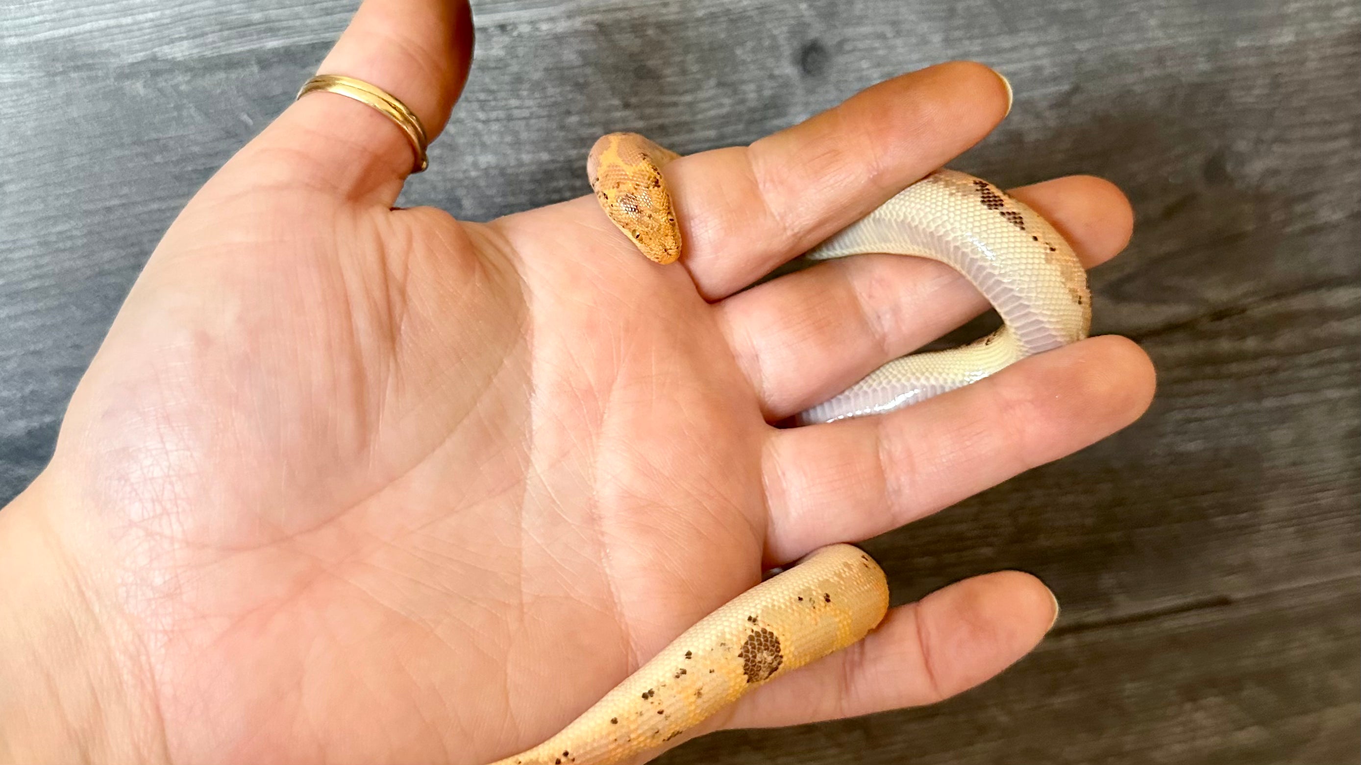 Load video: A paradox albino Kenyan sand boa in the palm of a hand. She is tan with orange stripe life markings/squiggles and she has random black spots all over her body.